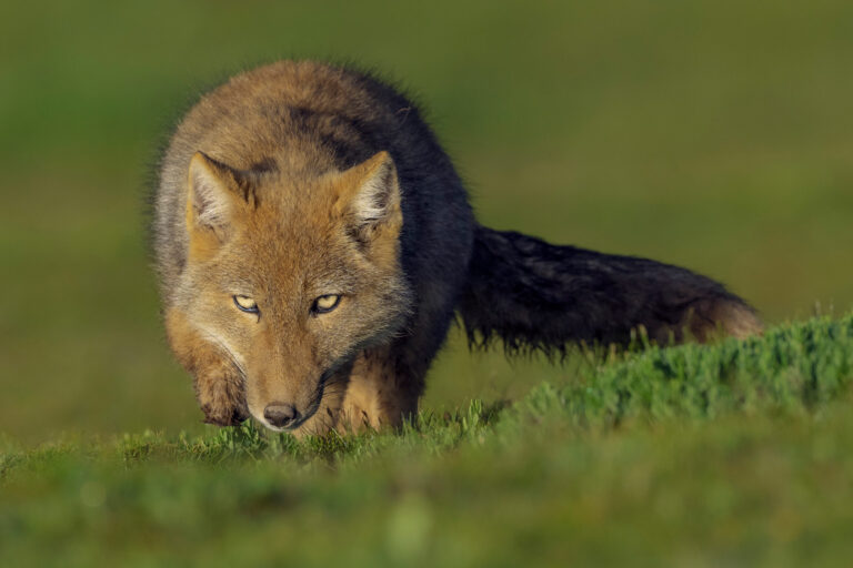 Wonder of the Wild - Focus